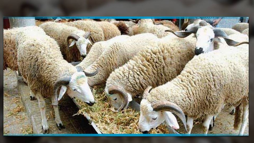 Le marché saisonnier de vente et de stationnement des animaux à l'occasion de « Aïd El-Edha »